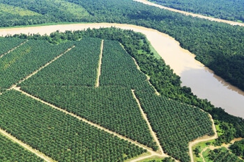 「サスティナビリティ」なパーム油への取り組み