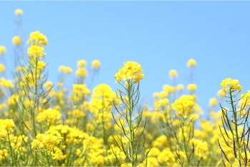 花粉による肌荒れが長引くと？ 春の肌ケアのポイントとは