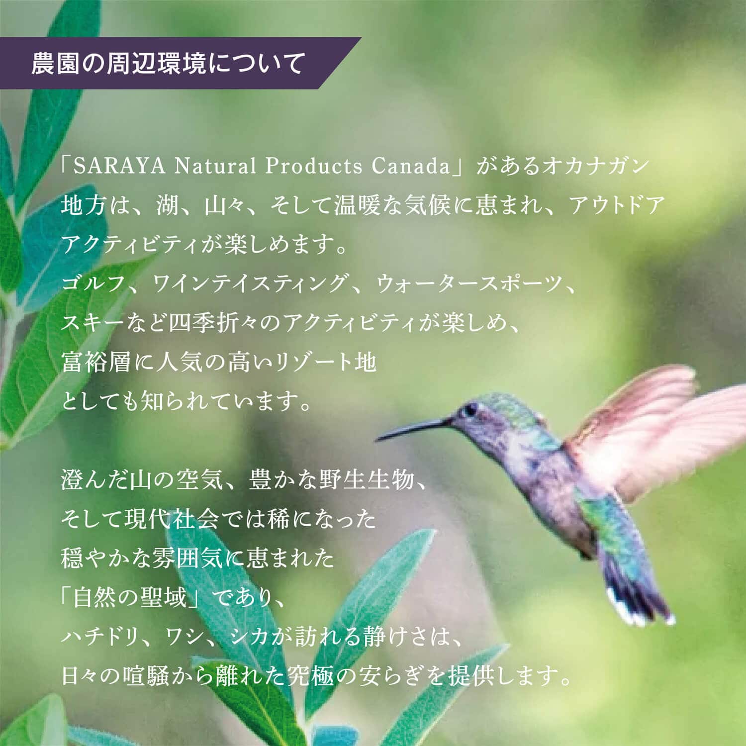 ララアビス ハスカップワイン Rara Avis 750mL