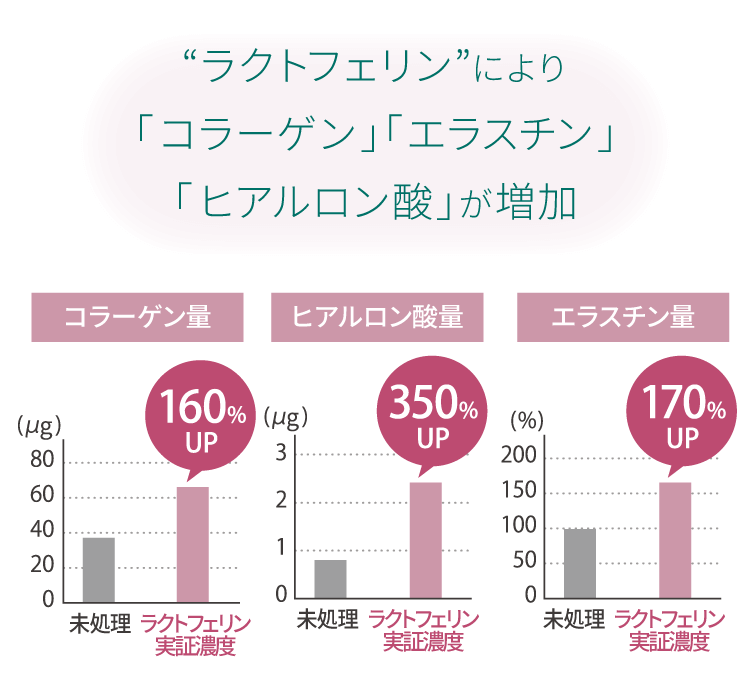 ラクトフェリンにより「コラーゲン」「エラスチン」「ヒアルロン酸」が増加