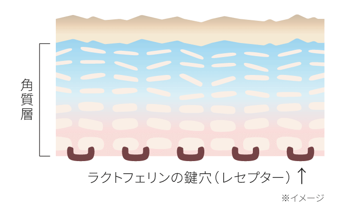 ラクトフェリンの鍵穴（レセプター）