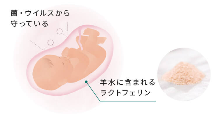 羊水に含まれるラクトフェリン