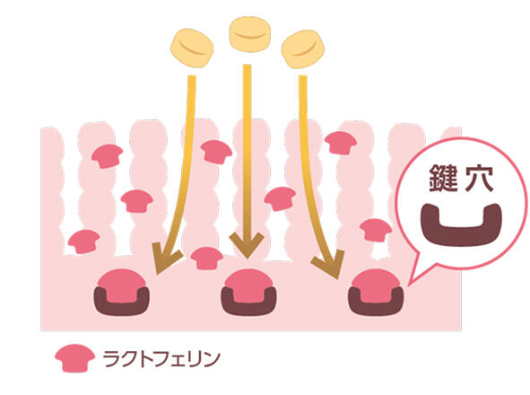 レセプター（鍵穴）説明図