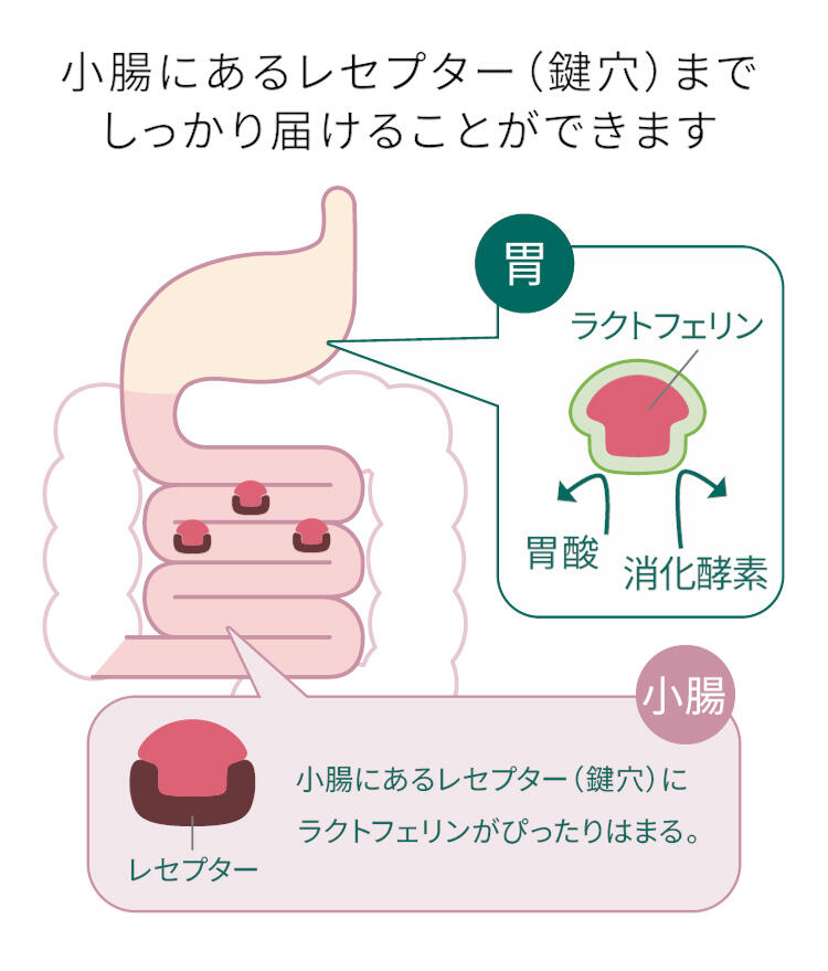 小腸にあるレセプター(鍵穴)までしっかり届けることができます