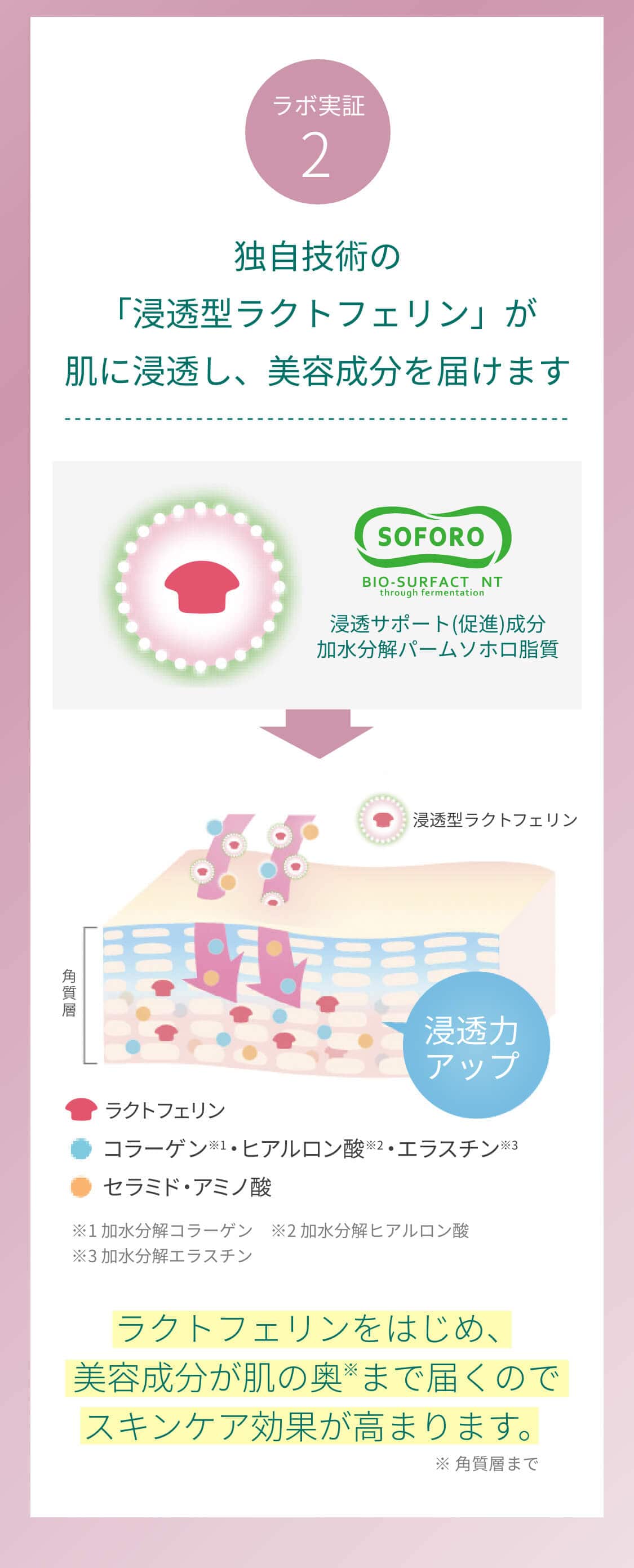 ラボ実証2 独自技術の「浸透型ラクトフェリン」が肌に浸透し、美容成分を届けます