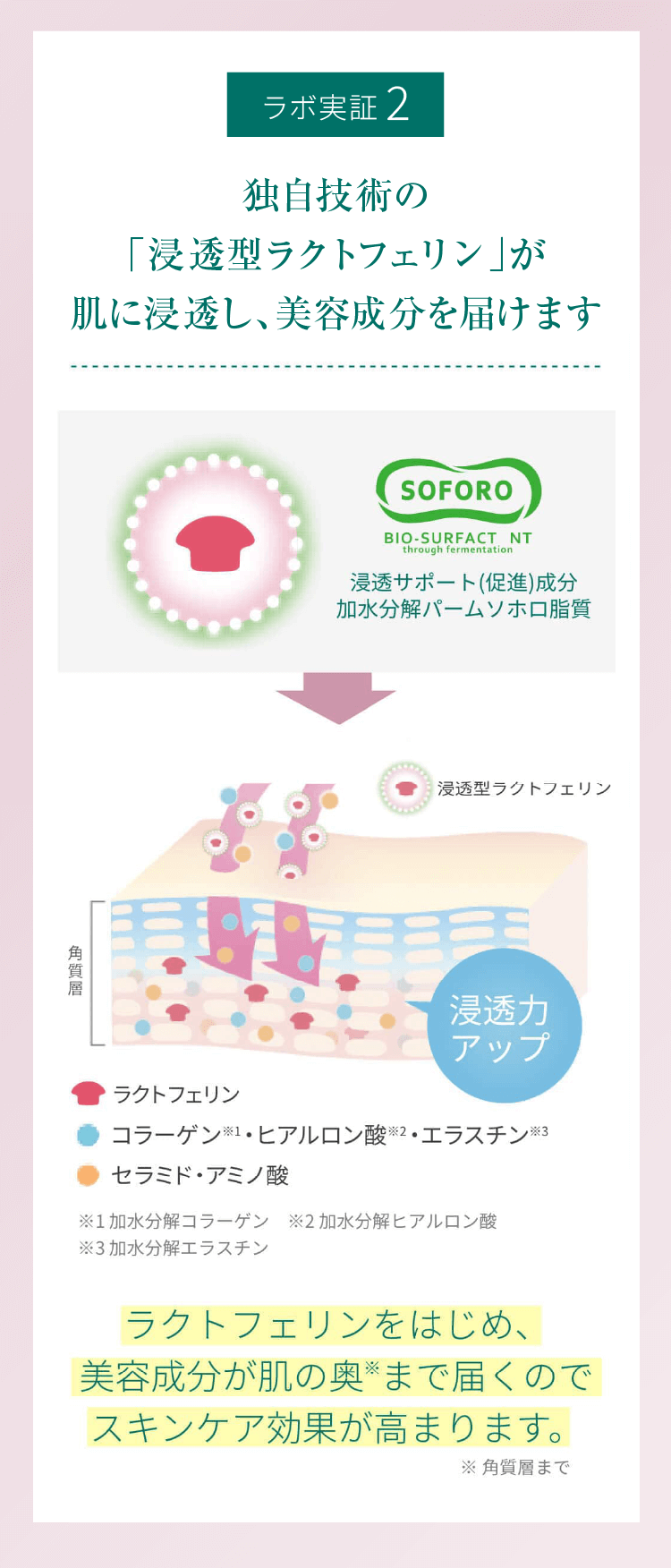 ラボ実証2 独自技術の「浸透型ラクトフェリン」が肌に浸透し、美容成分を届けます