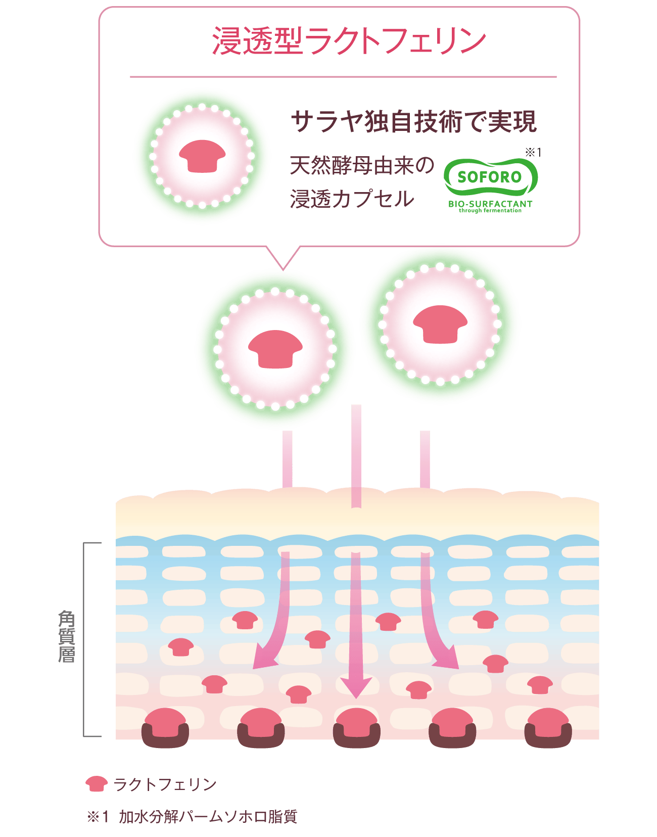 浸透型ラクトフェリン