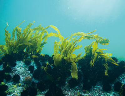 世界中から集めた褐藻類（コンブ・ワカメなど）の混合抽出液（特に水溶性成分を中心に抽出）です。